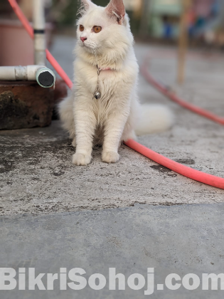 Pure Persian White Cat